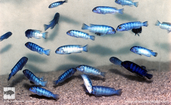 Chindongo sp. 'demasoni mozambique'